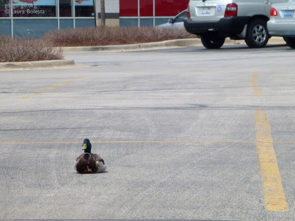 Everyday Photo: Duck Parking by Laura Bolesta