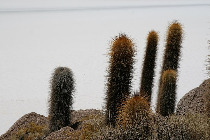 Ветер в кактусах: отчет о поездке Перу - Боливия