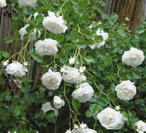 Chuyên bán các loại hoa hồng leo, hồng đứng đủ màu, cây hương thảo, hoa lạ đẹp - 4