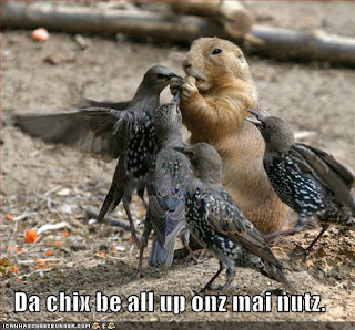 عکس هایی خنده دار روز2 Funny-pictures-nuts-birds
