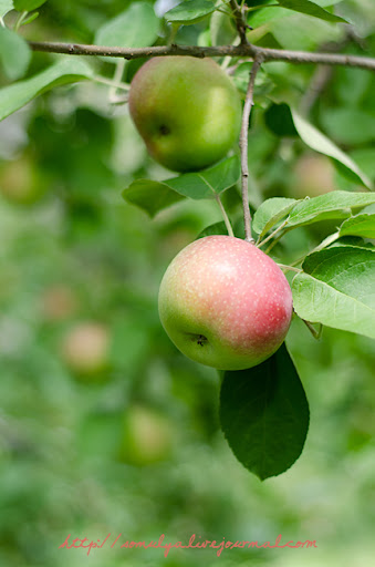 single apple on branch