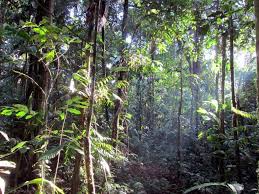 Image result for rainforest