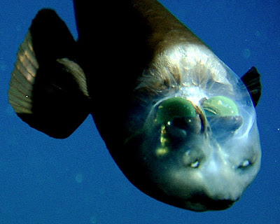 Ugly Fish of the Day: deepsea barreleye