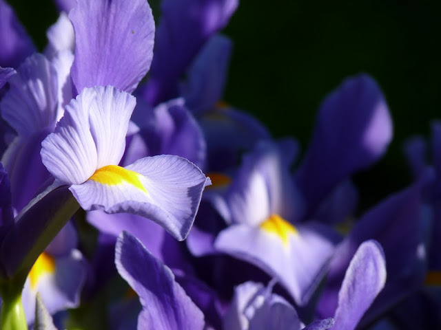 Iris reticulata - Page 3 P1050073