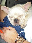 Batpig Mustache