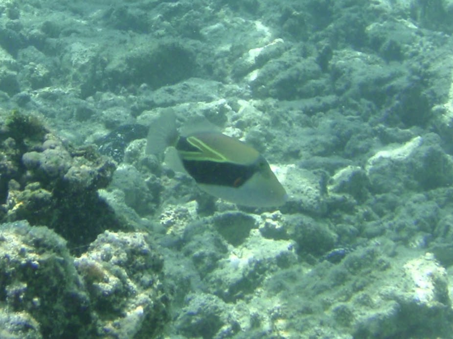 Rhinecanthus rectangulus (Rectangular Triggerfish), Aitutaki.