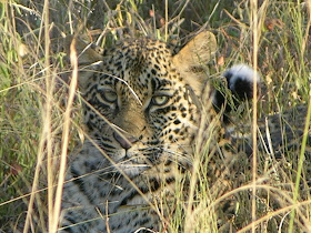 Wildlife Photos of Leopard