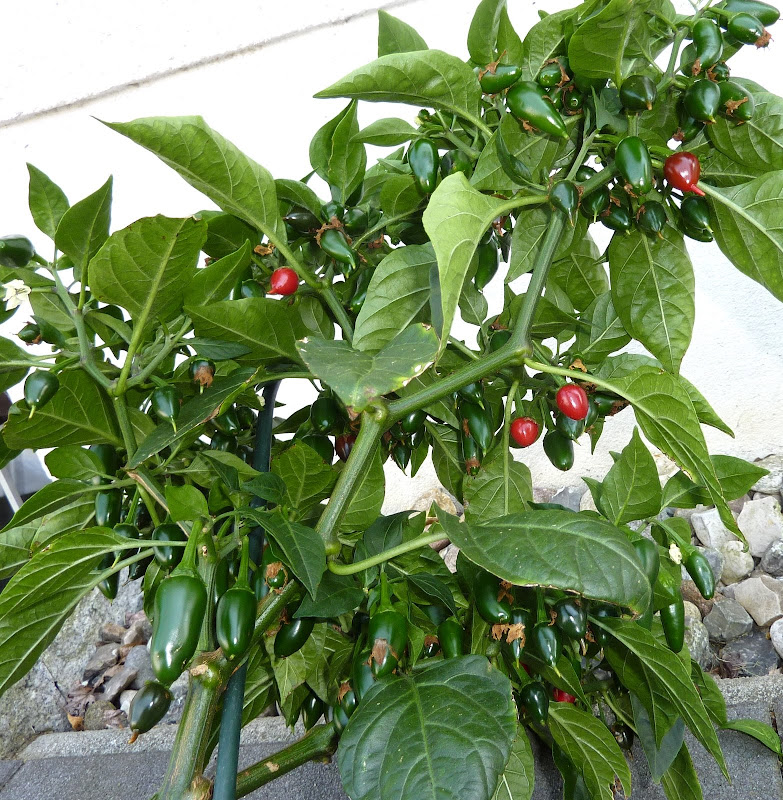 P1260845.JPG