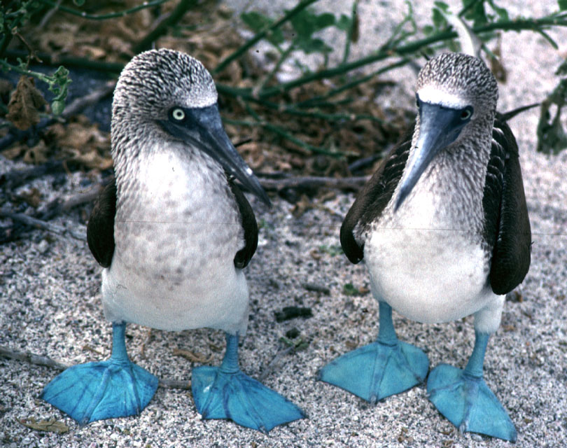 [Image: blue-footed+booby003_.jpg]