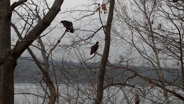 Turkey Vultures Turkey Vultures