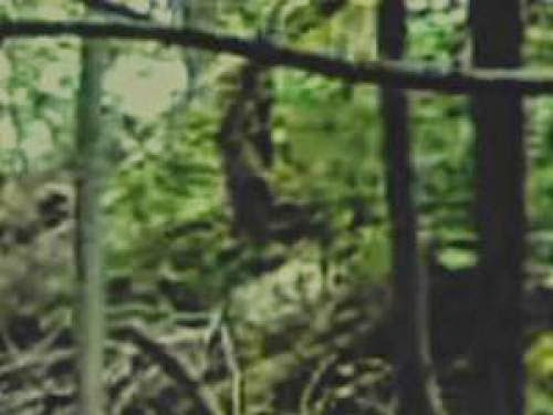 Was Bigfoot Caught On Tape In Pennsylvania