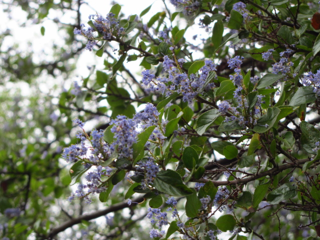 bush of tiny blue flowers