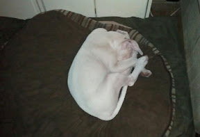 Updated Pix of Angus, our Am. Bulldog :) 2011-08-09%25252022.43.07-1
