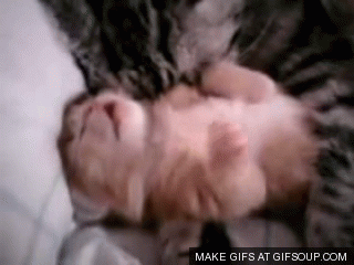 cat-mom-hu​gs-baby-ki​tten_o_GIF​Soup.com