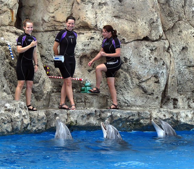 texas state aquarium dolphins