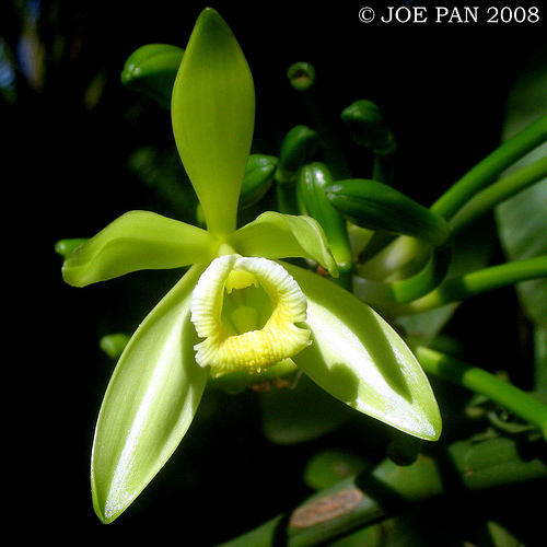 Растения из Тюмени. Краткий обзор - Страница 7 Vanilla%252520planifolia