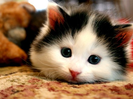  Gambar  Kucing  Imut  Dan Lucu Ayeey com