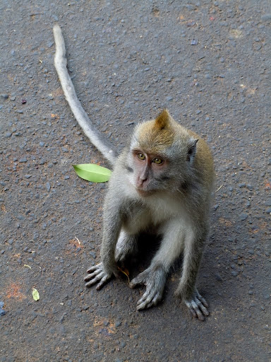 Ty's friend, Ubud