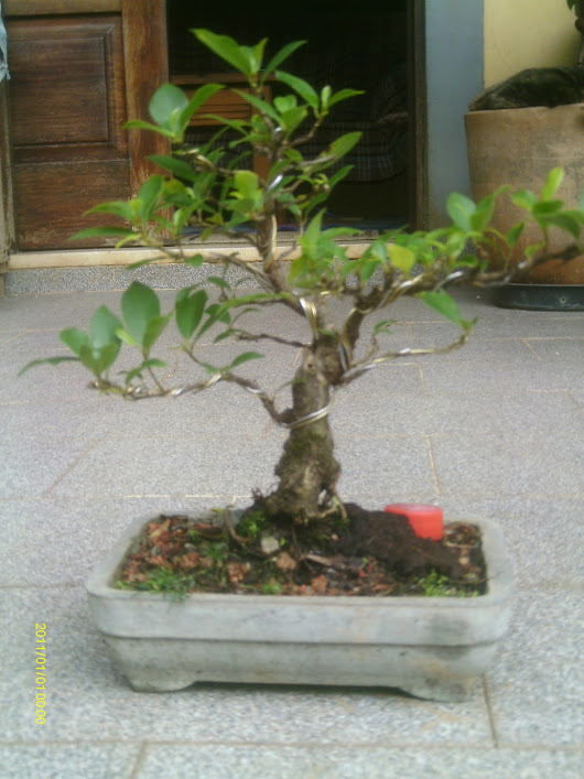 Ficus Retusa 23 cmts. ... IMAG0008