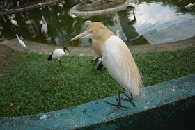 bird at Kuala Lumpur Bird Park