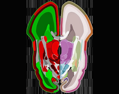 http://www.wired.com/2014/04/scientists-map-developing-human-brain/#disqus_thread