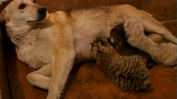 Dog Plays Wet Nurse to Twin Tiger Cubs