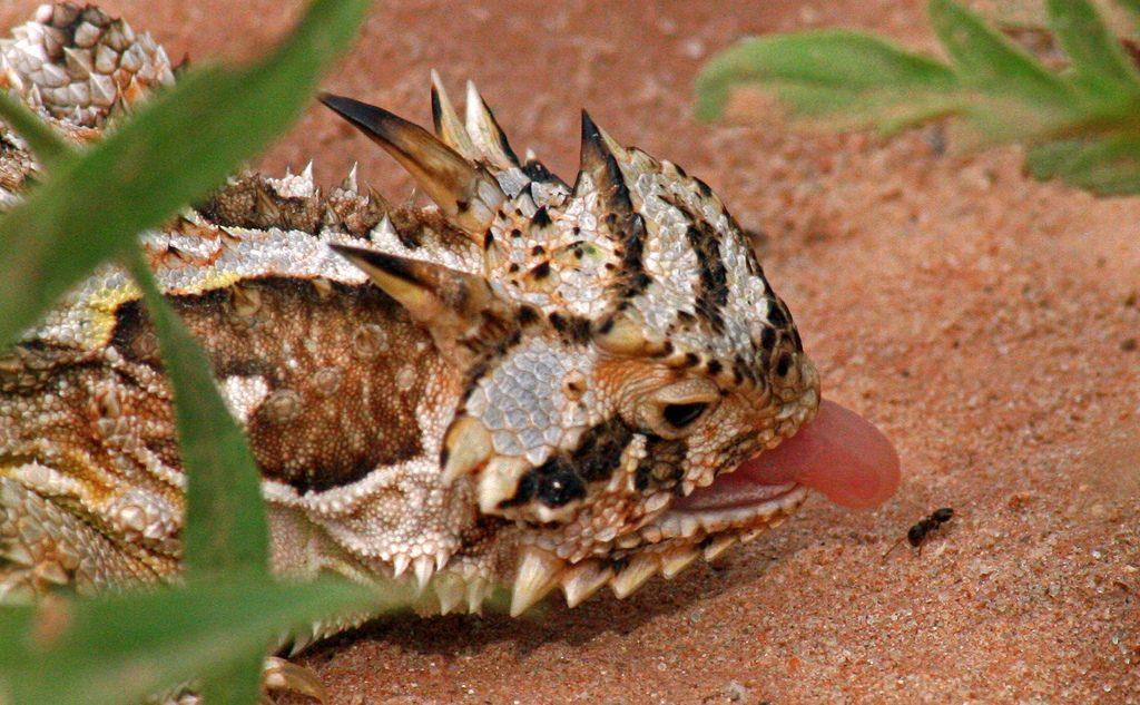 Image result for texas horned lizard eating