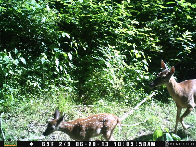 Fawn & Mom (X-Cam Blkout) 3%2520%25281%2529