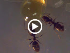 Using a digital microscope to view ants drinking honey.