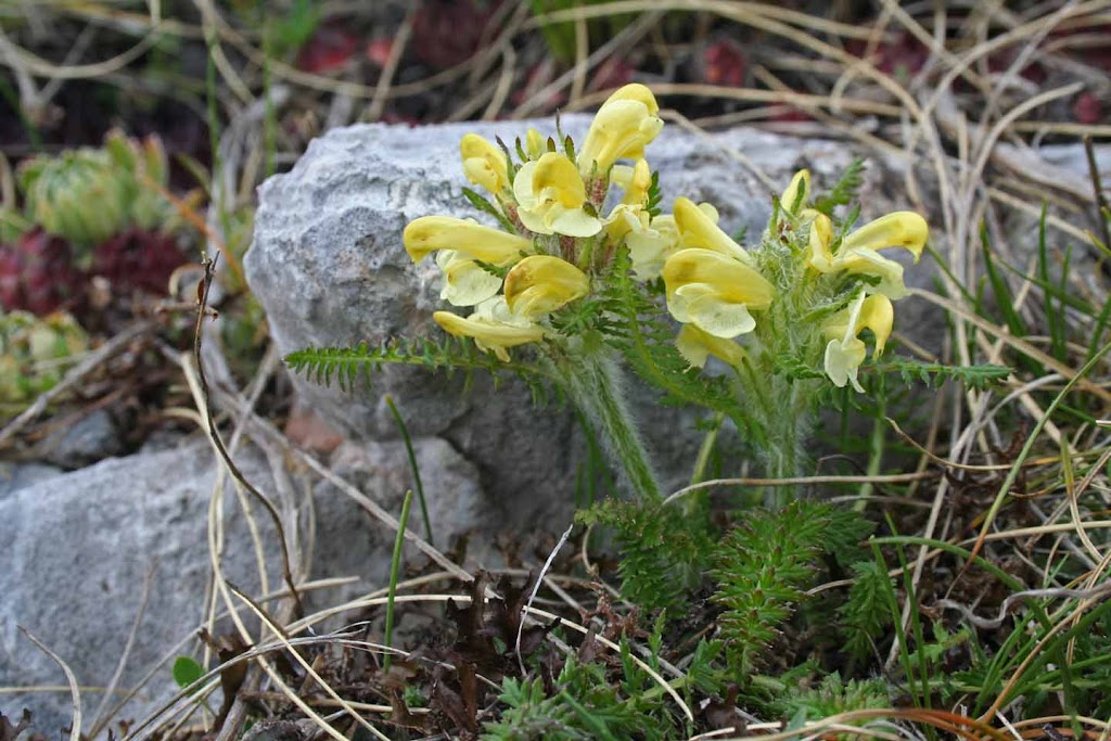 Pedicularis brachyodonta