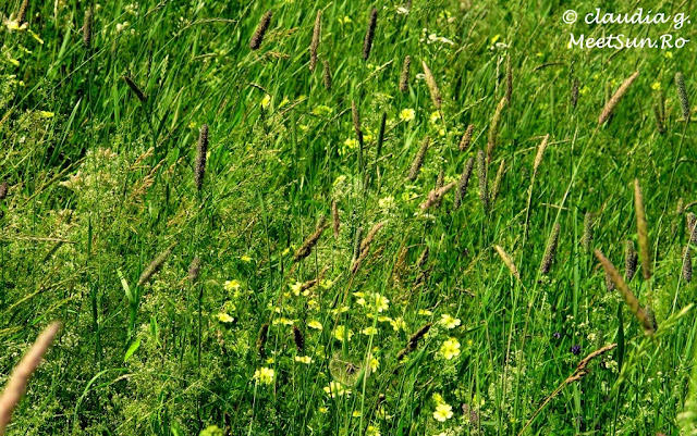 Montreal. Lachine Canal. Flori de camp.