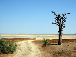 Tree on the road in Palmarin Senegal