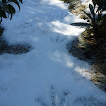 Friends' footprints in fresh snow (297626)