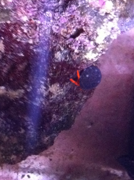 Calcinus Sp. (Orange Hermit Crab)  2011_%2525206_%2525206_12_17