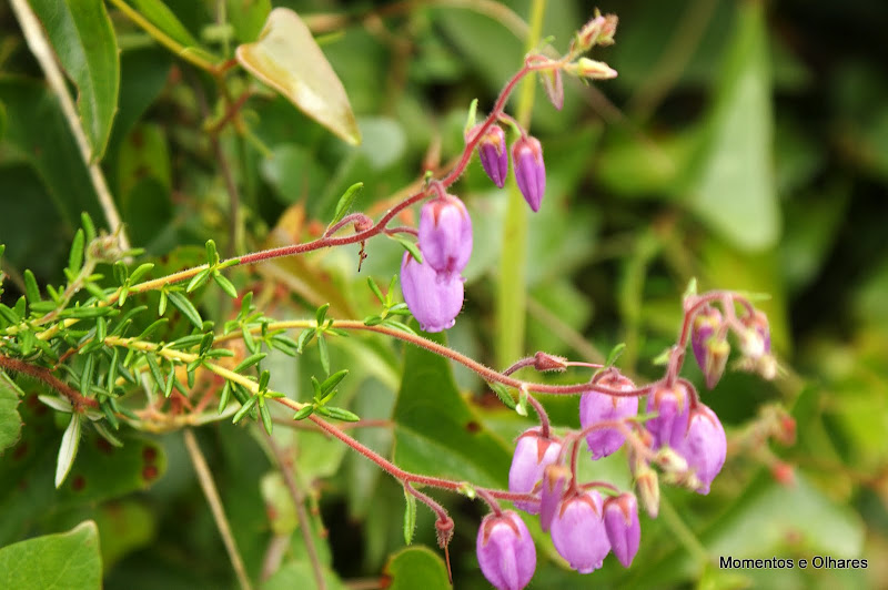 Astúrias, Caminho de Santiago