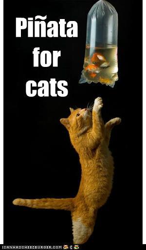 funny-pictures-pinata-for-cats.jpg