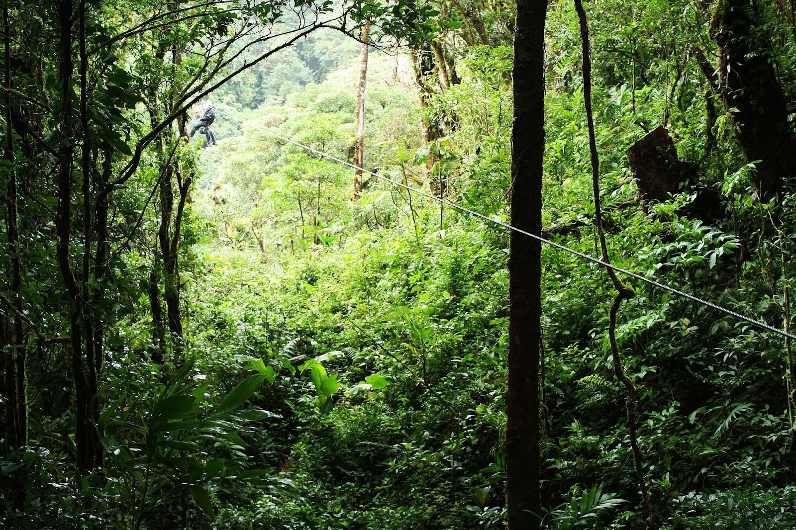 Adventurers zip-lining through the Antiguan rainforest on a canopy adventure.