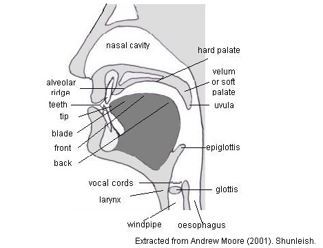 speech mechanism or production of speech essay speech mechanism or production of speech essay