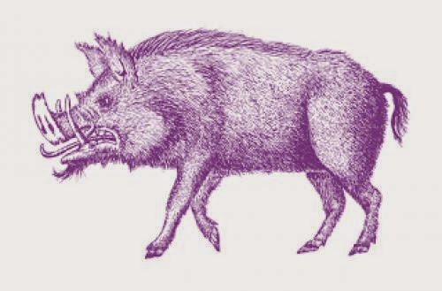 Mystery Of The Purple Pig