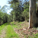 Large gums line much of the Simpson Track (221939)