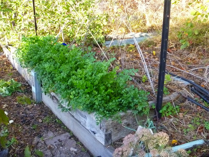 trellis removed, parsley in front