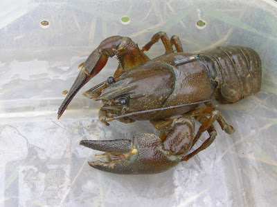 A PIT-tagged signal crayfish