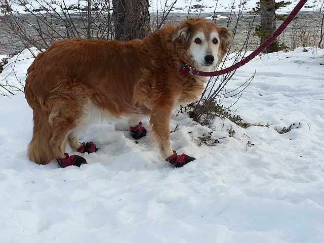 Ilex in her little red booties at Elbow Falls, December 30, 2012