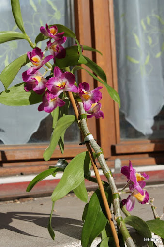 Dendrobium hybride Dendrobium+Nobile+rose2