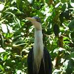 Heron at the Wildlife Exhibits in Carnley Ave Reserve (402046)