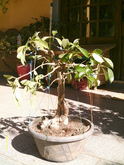 Baobá para treinamento... IMAG0243