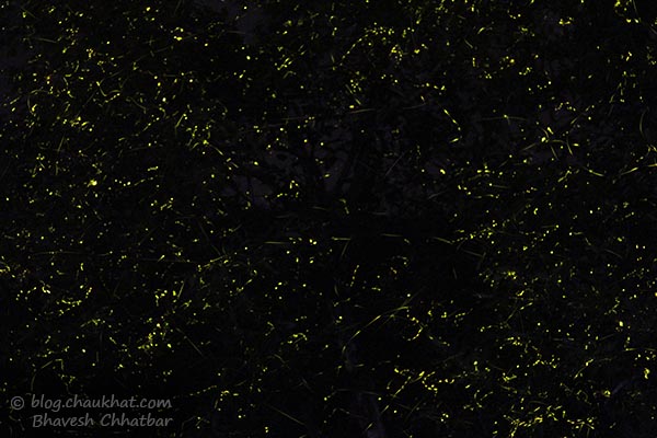 Treefull of fireflies / light bugs in Bhorgiri, Bhimashankar