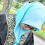 huda huda