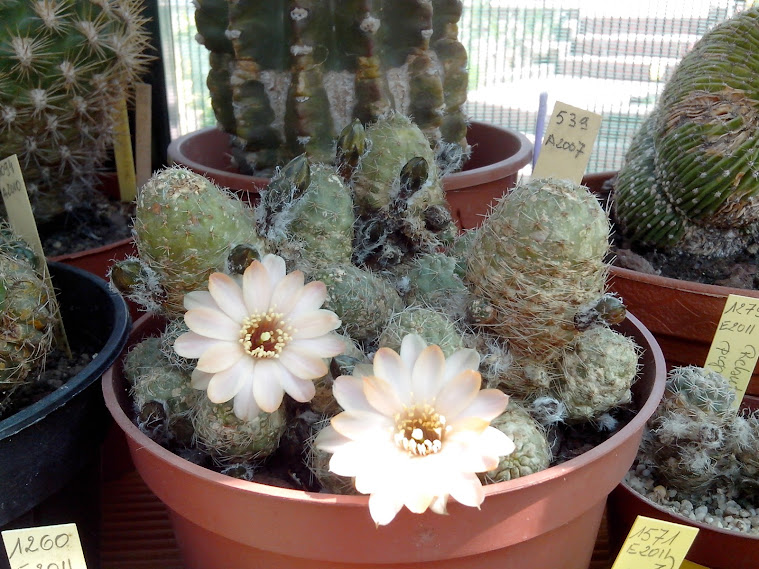 Cactus en fleurs IMG_20140423_132209