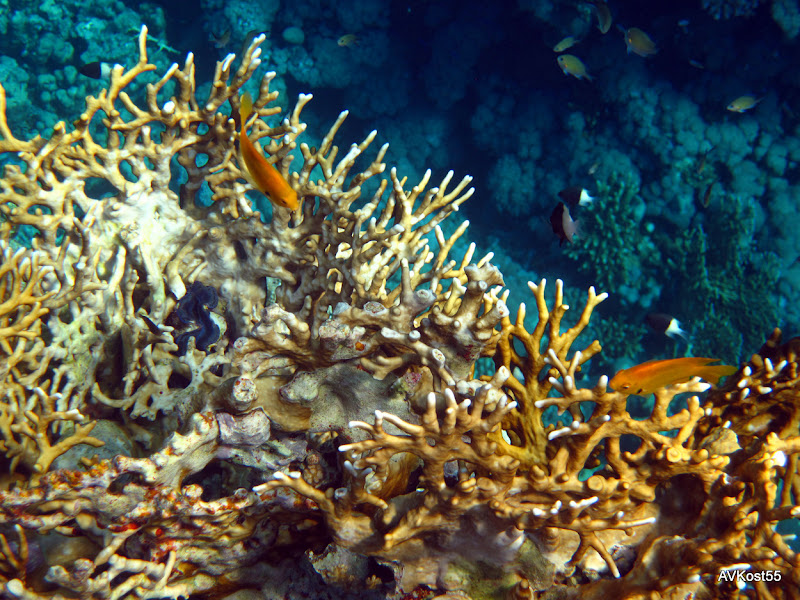 Скелет коралла. Коралл Оленьи рога. Сетчатый Огненный коралл. Коралловые рифы «Оленьи рога». Риф скелета.